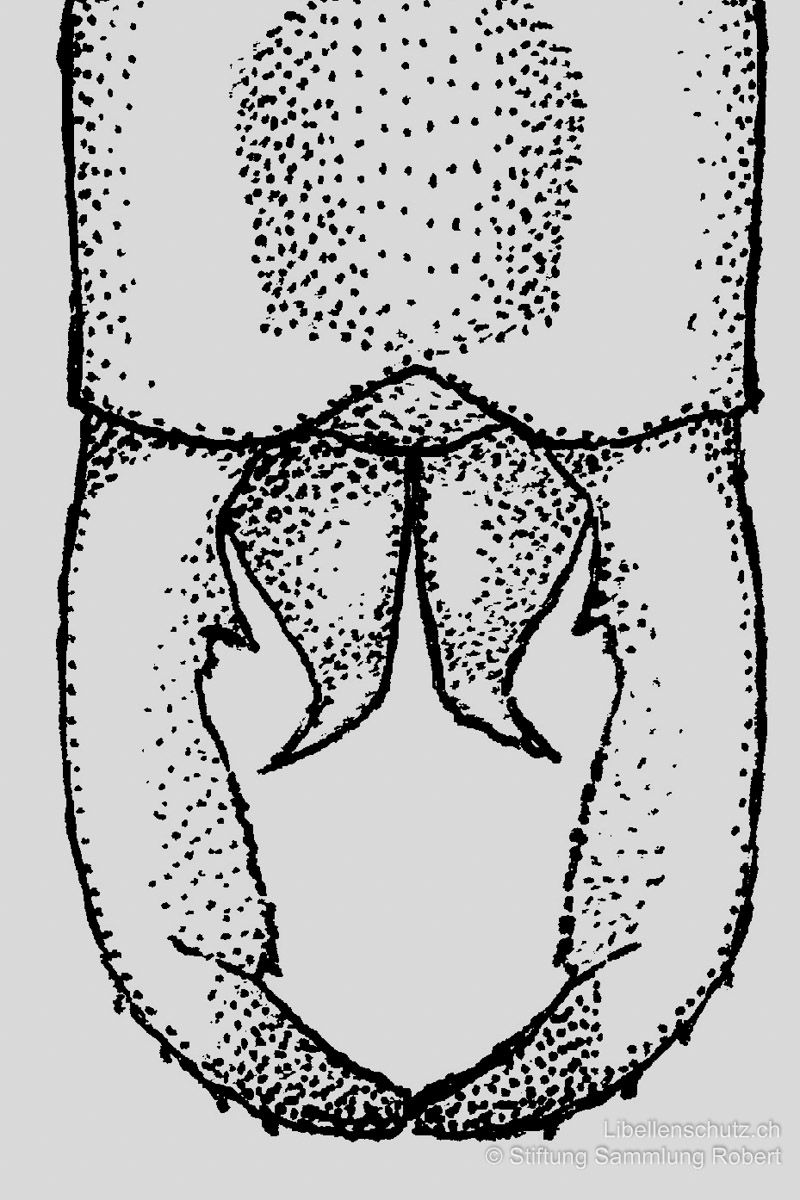 Südliche Binsenjungfer (Lestes barbarus), Männchen, Detailzeichnung der Hinterleibsanhänge (Cerci). Die unteren Anhänge divergieren nach aussen.