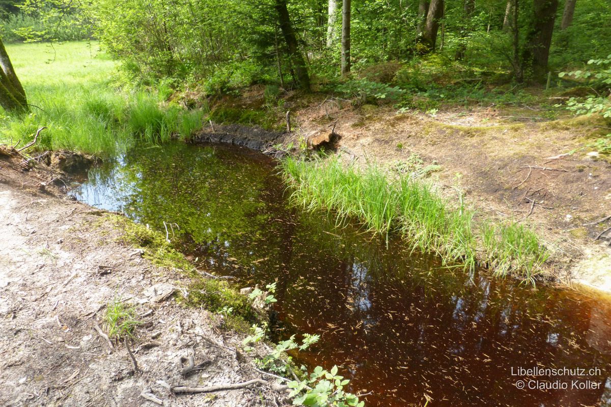 Moorgraben neben Flachmoor im Unteren Reusstal AG. Graben mit trübem, moorigem Wasser am Waldrand. An solchen schattigen Gewässern kann sich die Frühe Adonislibelle (P. nymphula) und die Blaugrüne Mosaikjungfer (A. cyanea) ansiedeln.