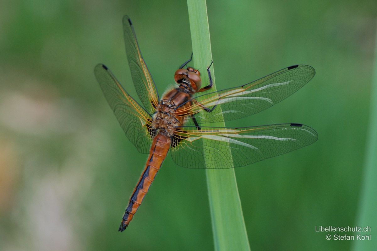 Spitzenfleck (Libellula fulva), Jungtier. Junge Männchen sind ähnlich gefärbt wie Weibchen. Abdomen hell-orange mit schwarzem Mittelstrich. Die blaue Bereifung entwickelt sich erst später. Augen orange. Auch hier fehlen die dunklen Flügelspitzen.