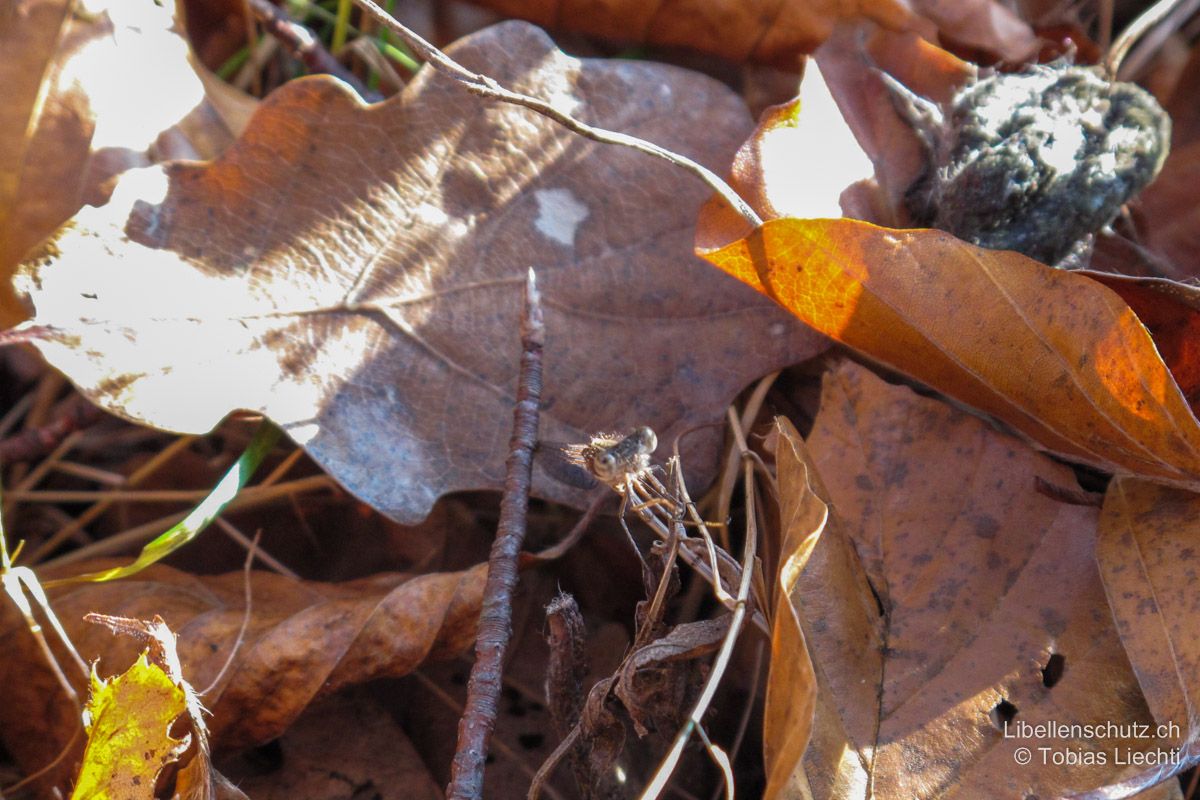 Gemeine Winterlibelle (Sympecma fusca), Tarnung. Im Laub und Gehölz ist die Art mit ihrer Braunfärbung sehr gut getarnt.