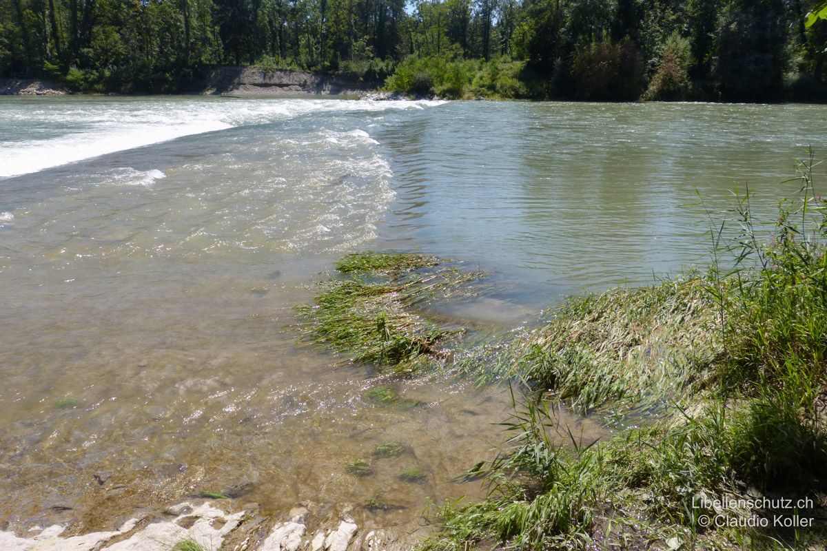 Blocksteinrampe bei Rupperswil AG. Bei Hochwasser ist die gesamte Rampe überflutet. Sie gleicht dann einer Stromschnelle. Sitzwarten und strömungsberuhigte Stellen sind verschwunden.