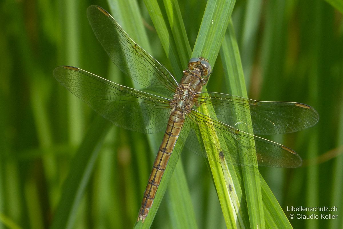 Kleiner Blaupfeil (Orthetrum coerulescens), Weibchen. Färbung gelblich bis bräunlich. Abdomenoberseite mit dünner schwarzer Mittellinie und am Ende jedes Segmentes mit kurzem Querbalken ("Strickleiter"). Thoraxoberseite mit heller Linie zwischen den Flügelbasen.