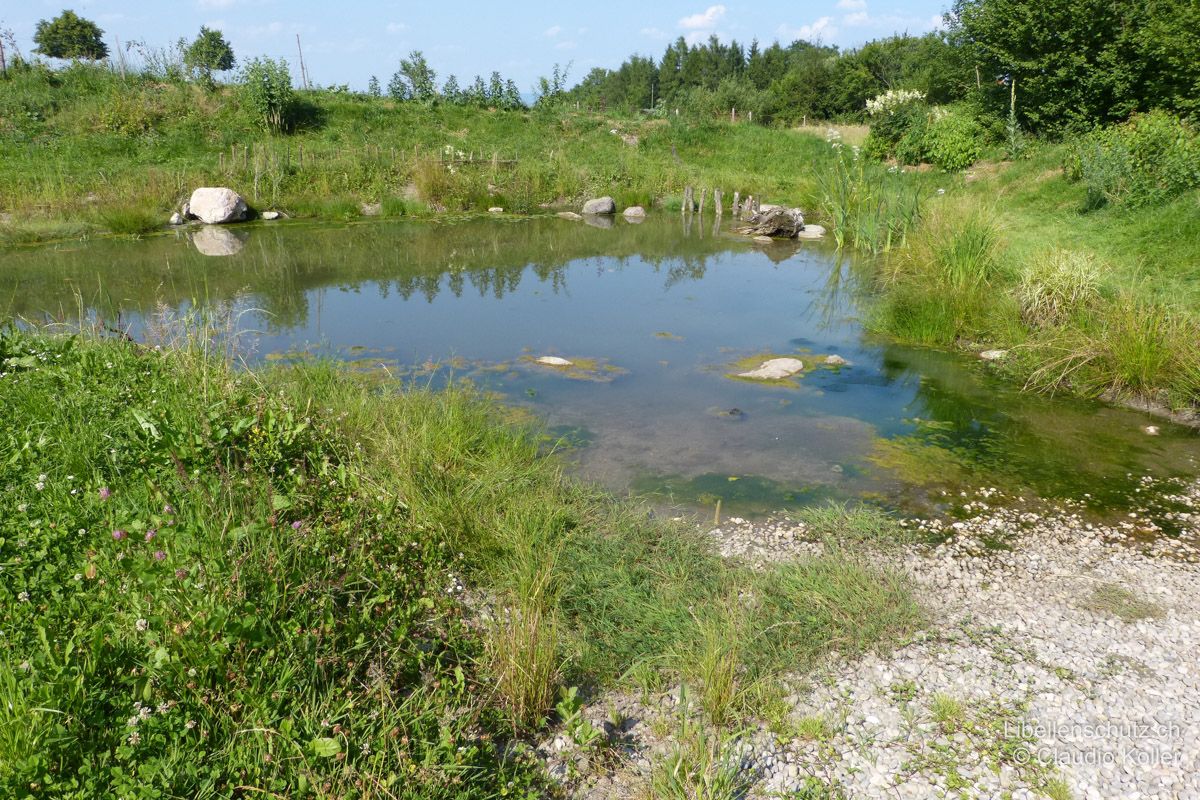 Weiher auf der Bewirtschaftungsfläche der Gemüsekooperative Wädichörbli bei Schönenberg SZ. Dieser künstlich angelegte und eher karge Weiher beherbergt Pionierarten wie Plattbauch (L. depressa) und Südlicher Blaupfeil (O. brunneum).