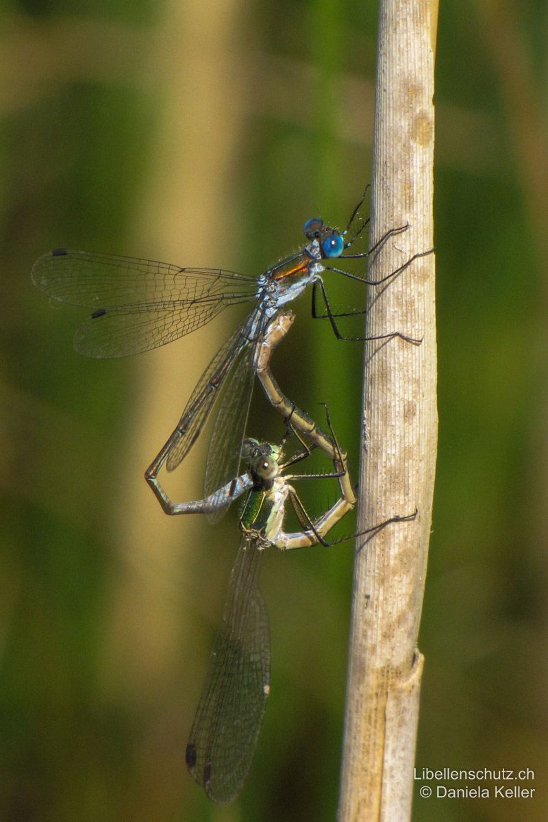 Gemeine Binsenjungfer (Lestes sponsa), Paarungsrad. Das Männchen ist schon älter und zeigt eher einen kupferfarbenen als einen grünen Glanz.