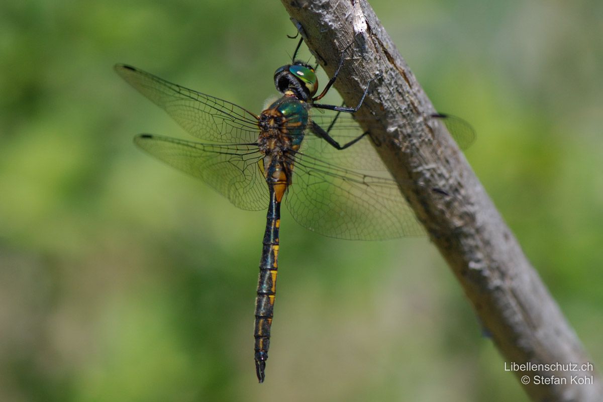 Gefleckte Smaragdlibelle (Somatochlora flavomaculata), Männchen. Grundfarbe metallisch grün mit Bronzeglanz. Charakteristisch sind die gelben Seitenflecken auf Thorax und Abdomen. Die Augen sind leuchtend smaragdgrün.