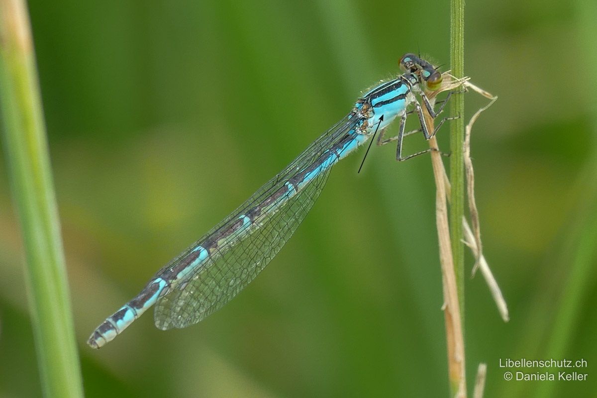 Gemeine Becherjungfer (Enallagma cyathigerum),Weibchen. Blaue Form, ebenfalls mit gut sichtbarer "Torpedo"-Zeichnung und ohne schwarzem Interpleuralstreifen (bei Arten der Gattung Coenagrion immer mit schwarzem Interpleuralstreifen).