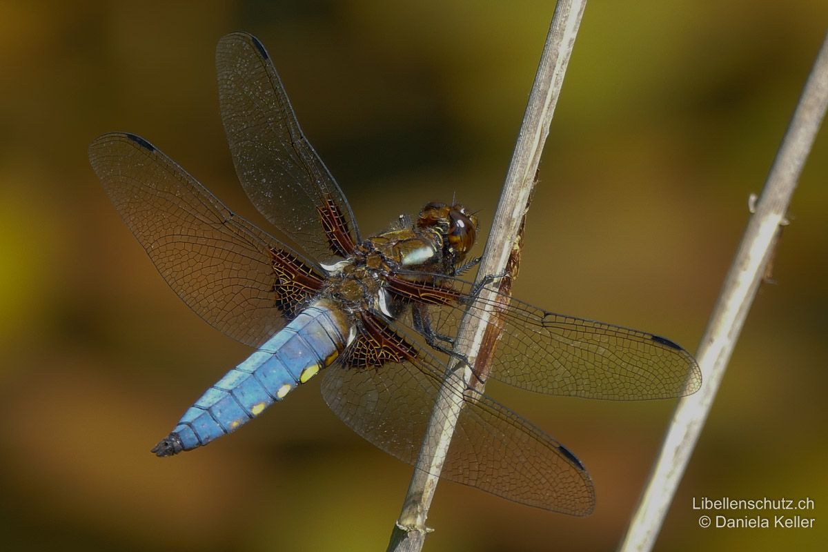 Plattbauch (Libellula depressa), Männchen. Je frischer das Tier, desto deutlicher leuchten die gelben Flecken an den Abdomenseiten.