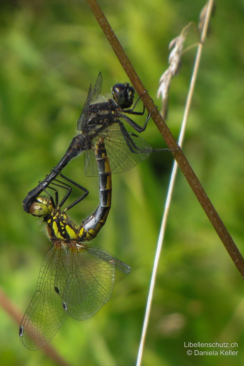 Schwarze Heidelibelle (Sympetrum danae), Paarungsrad. Bei diesem älteren Männchen sind auch die Thoraxseiten fast vollständig schwarz und die typische Gelbzeichnung nicht mehr sichtbar.