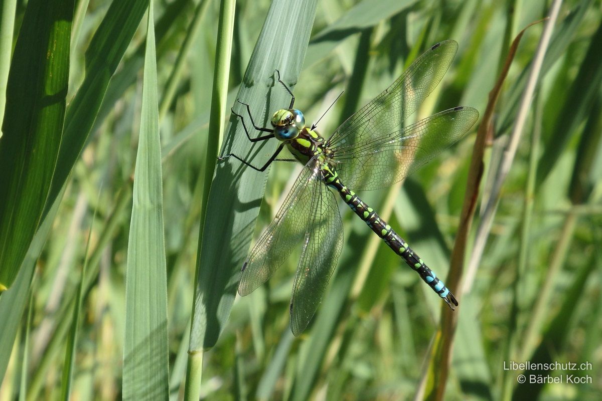 Blaugrüne Mosaikjungfer (Aeshna cyanea), Männchen. Sehr typisch für die Art sind die beiden sehr breiten, ovalen grünen Antehumeralstreifen.