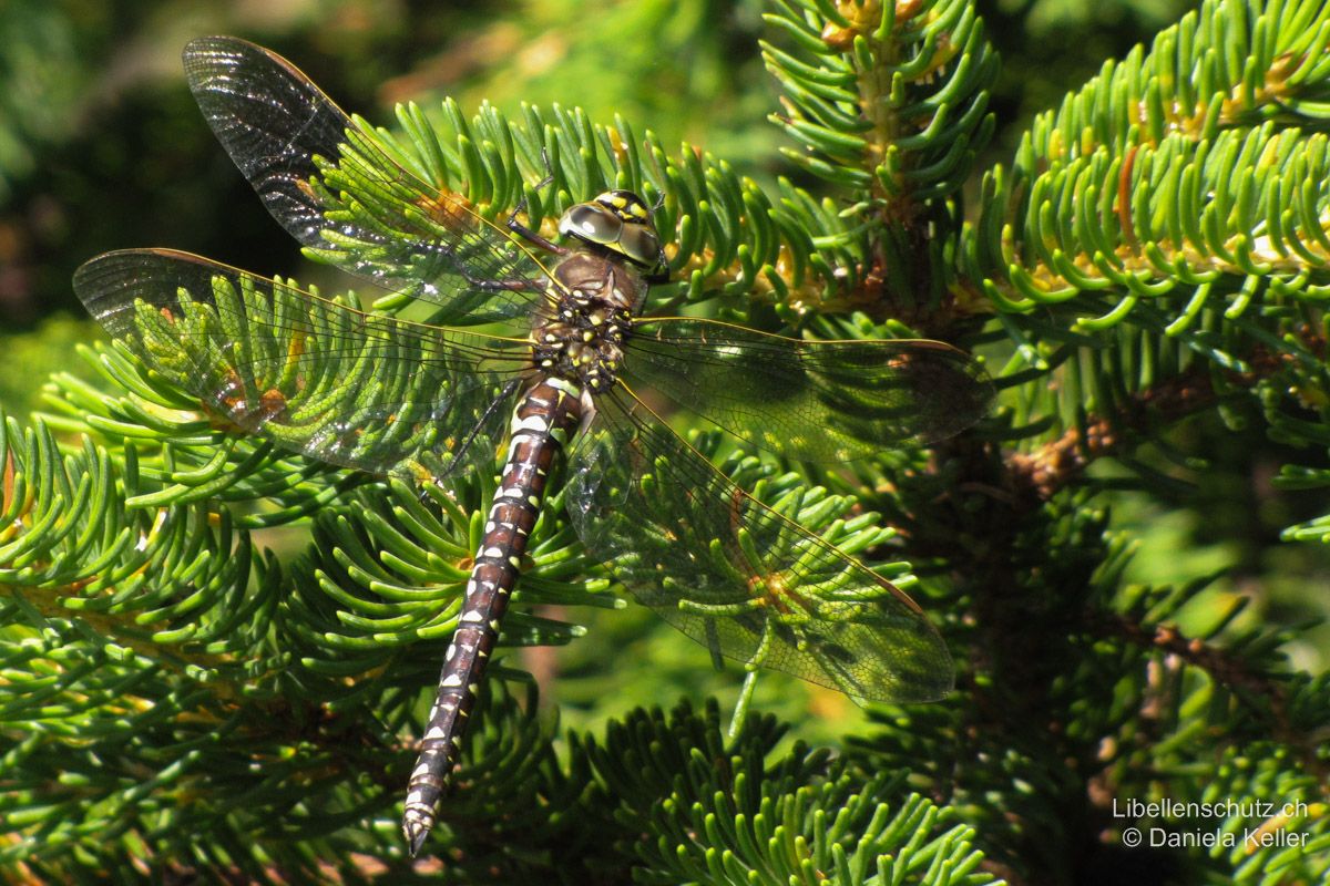 Torf-Mosaikjungfer (Aeshna juncea), Weibchen. Auch beim Weibchen sind die gelben Flügelvorderränder vor geeignetem Hintergrund gut sichtbar.