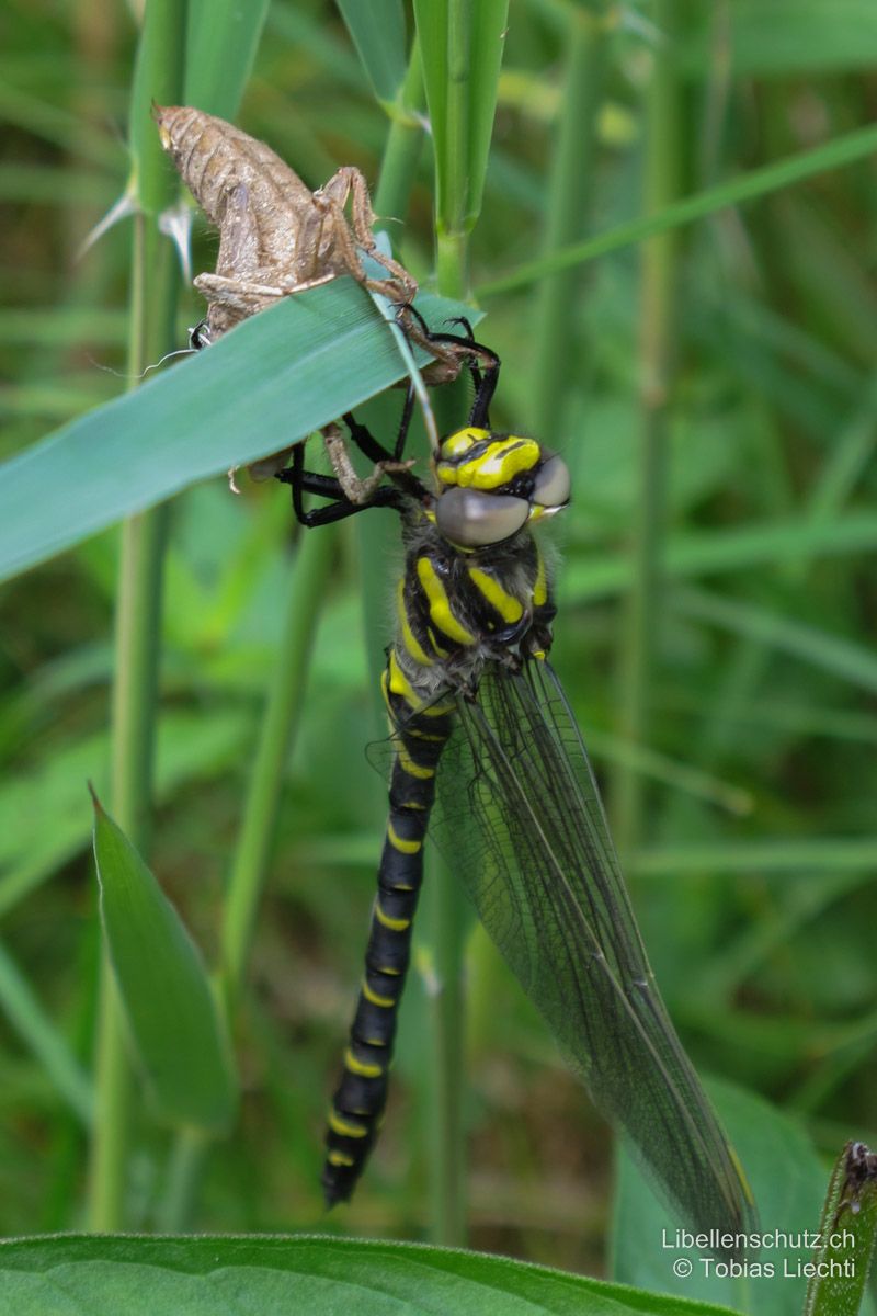 Zweigestreifte Quelljungfer (Cordulegaster boltonii), Jungtier. Bereits kurz nach dem Schlupf sind die selben Merkmale wie bei den Adulten sichtbar. Augen blass braungrün.