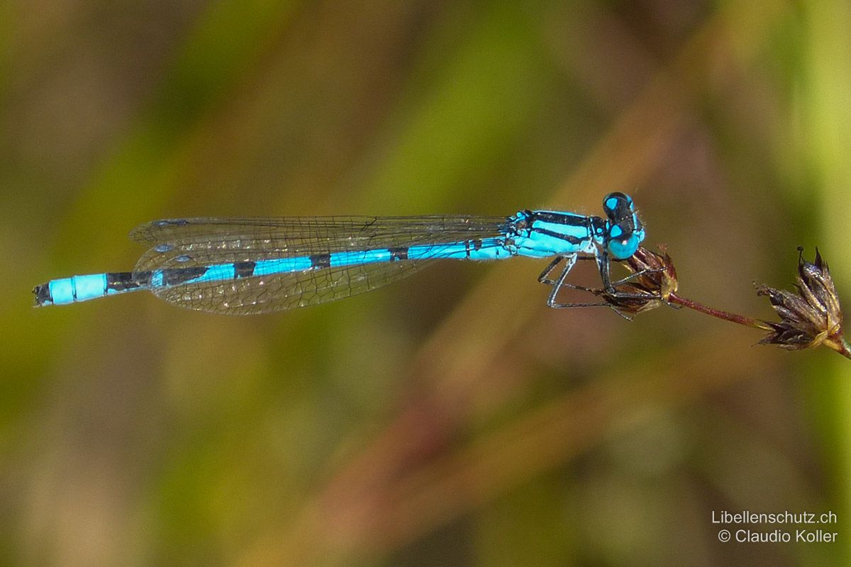 Gemeine Becherjungfer (Enallagma cyathigerum), Männchen. Abdomen schwarz-blau gefärbt wie bei Azurjungfern, blau aber etwas leuchtender. Thorax-Seiten nur schwach gezeichnet (erscheint einfarbig).