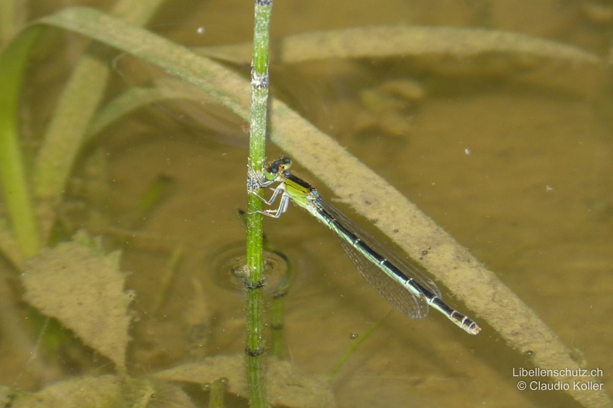 Kleine Pechlibelle (Ischnura pumilio), Weibchen. Abdomen-Oberseite komplett schwarz ohne Schlusslicht, Thorax bei jüngeren Individuen noch vollständig grünlich.