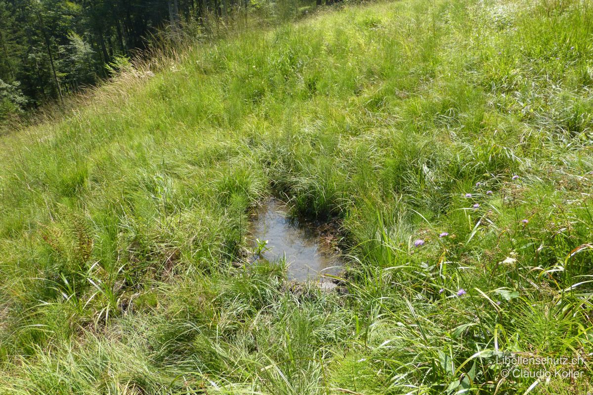 Quellaufstoss in einem kleinen Hangried bei Wila ZH. Über den ganzen Hang verteilt tritt Wasser aus. Hier entwickelt sich der Kleine Blaupfeil (O. coerulescens).