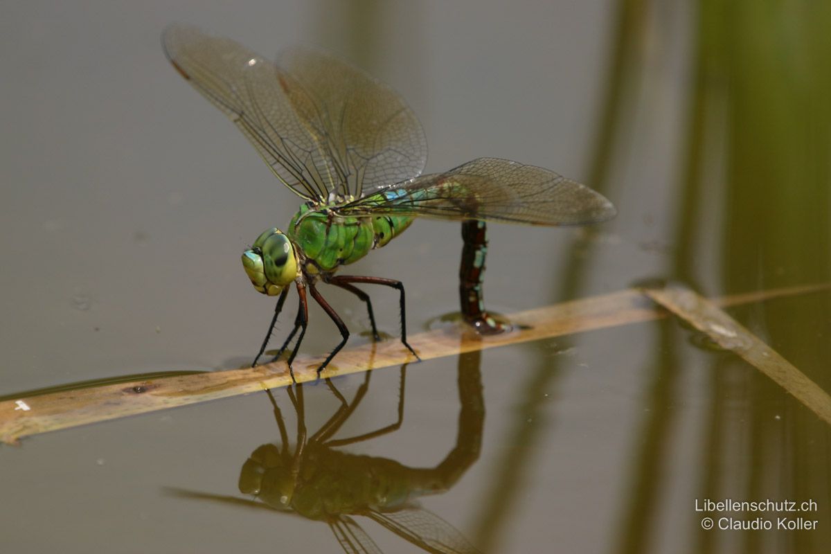 Grosse Königslibelle (Anax imperator), Weibchen bei der Eiablage. Bei der Eiablage verrät sich das Weibchen oft mit Flügelgeräuschen und präsentiert sich dem Beobachter offen und lange. Die Eier werden hier mit dem Legestachel in totes Pflanzenmaterial gestochen.