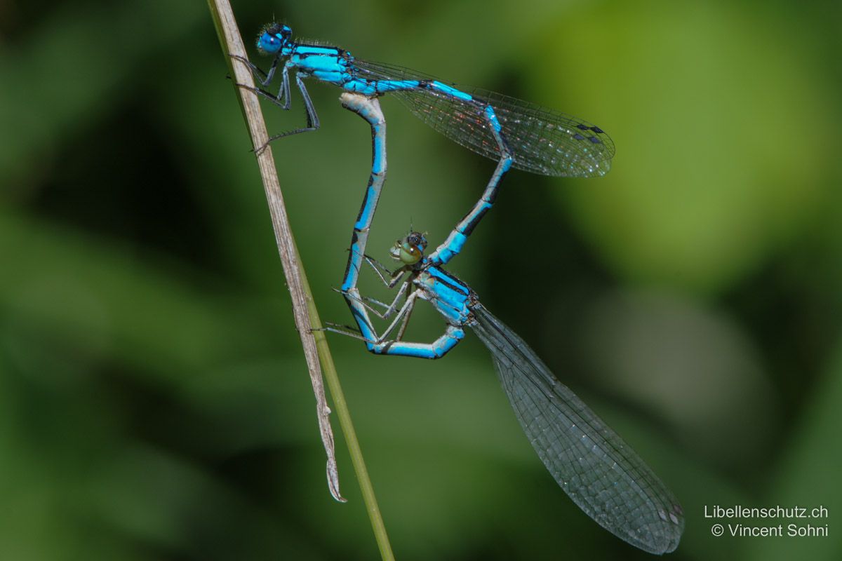 Gemeine Becherjungfer (Enallagma cyathigerum), Paarungsrad.