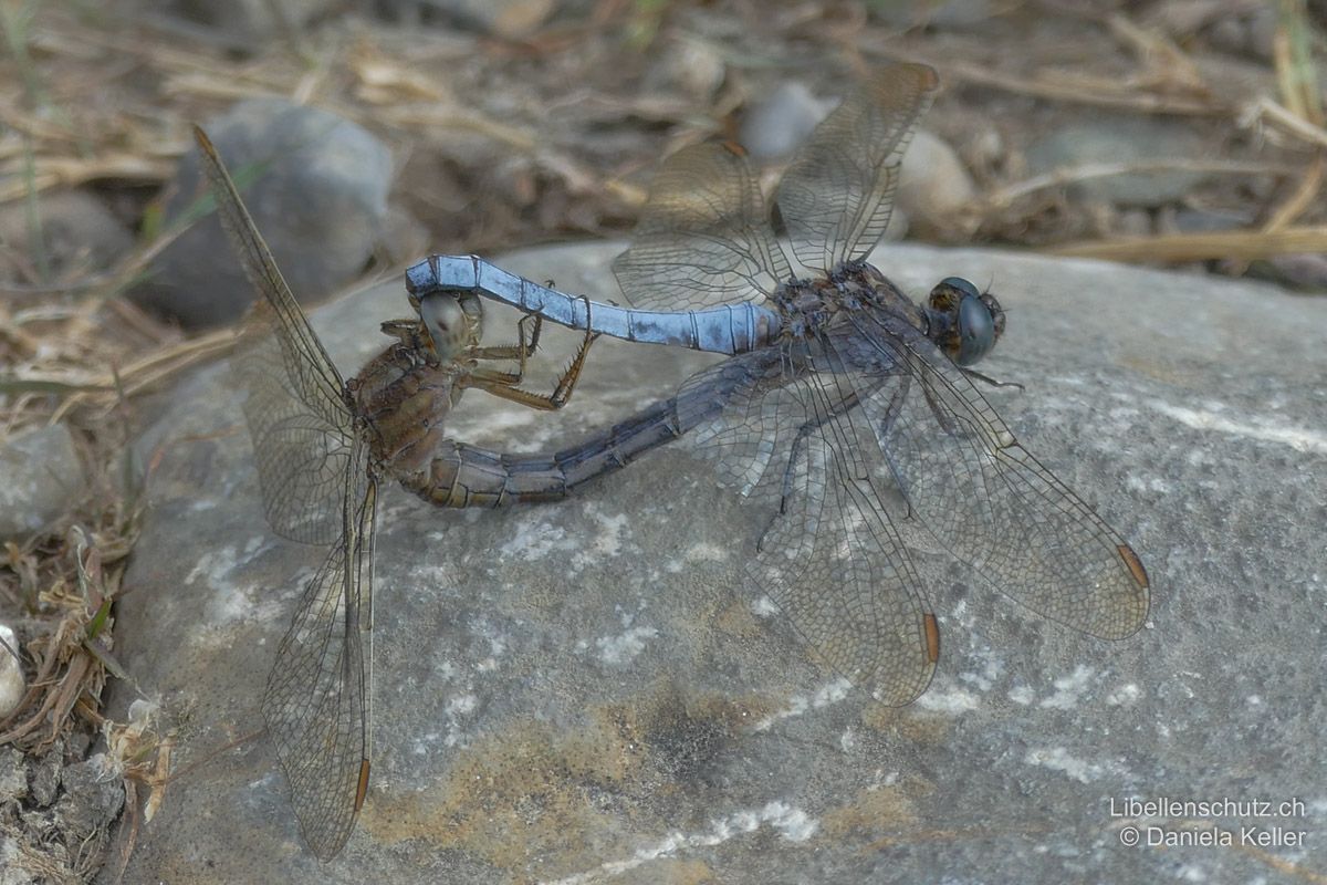 Kleiner Blaupfeil (Orthetrum coerulescens), Paarungsrad.