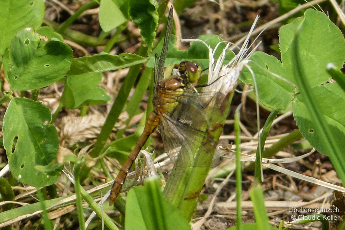 Blutrote Heidelibelle (Sympetrum sanguineum), Jungtier. Frisch geschlüpftes Exemplar, blass gelb gefärbt. Mit den rot-gelben Augen und den schwarzen Beinen vor allem mit Sympetrum depressiusculum zu verwechseln. Die schwarze Zeichnung an der Abdomenseite ist aber durchgehend und das Abdomen ist nicht abgeflacht.