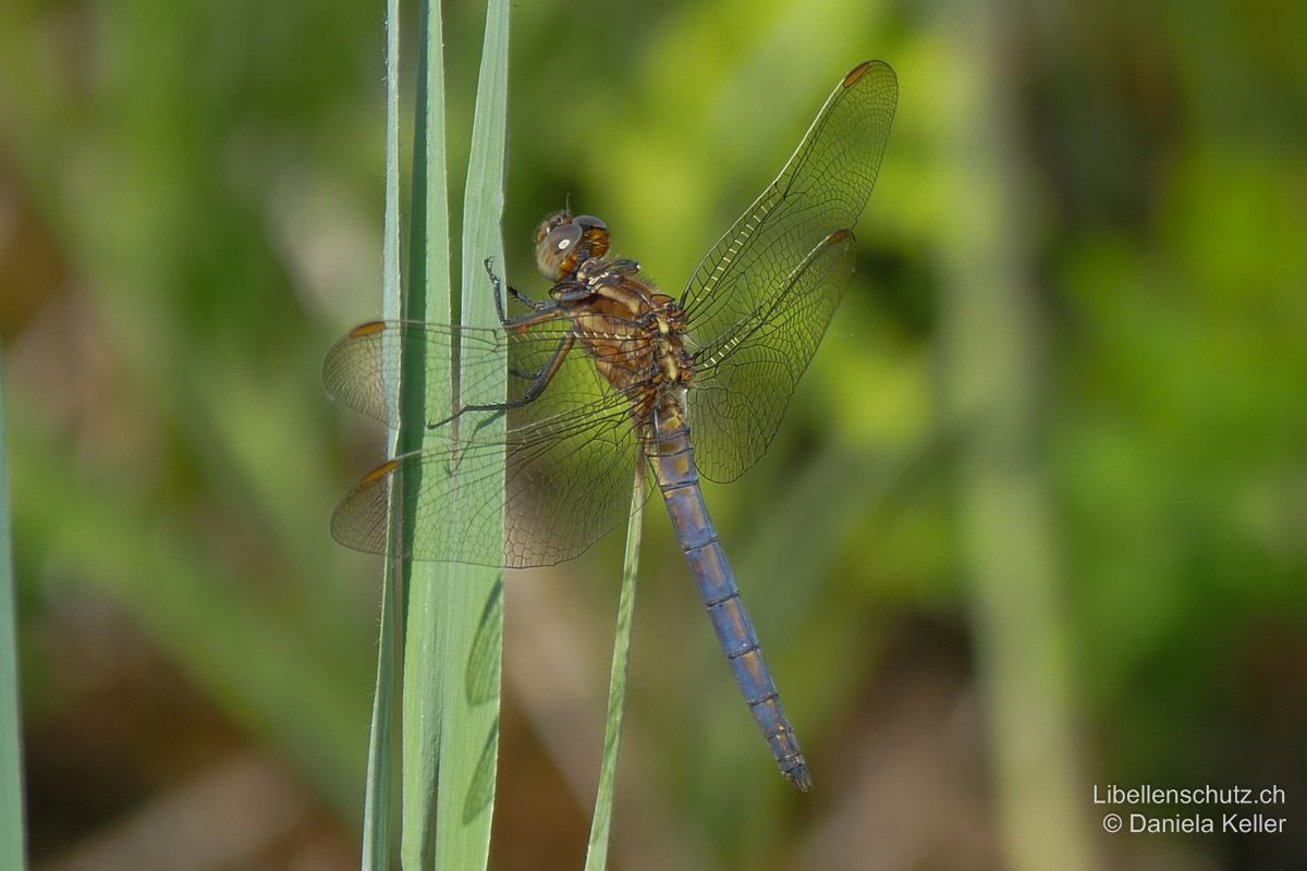 Kleiner Blaupfeil (Orthetrum coerulescens), Männchen. Junges Männchen in Umfärbung. Die blaue Bereifung des Abdomens ist noch nicht vollständig. Thorax braun mit deutlichen hellen Antehumeralstreifen.