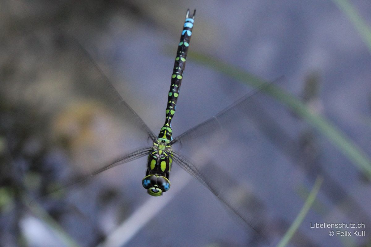 Blaugrüne Mosaikjungfer (Aeshna cyanea), Männchen im Flug. Abdomen wirkt von oben her betrachtet vorwiegend grün.