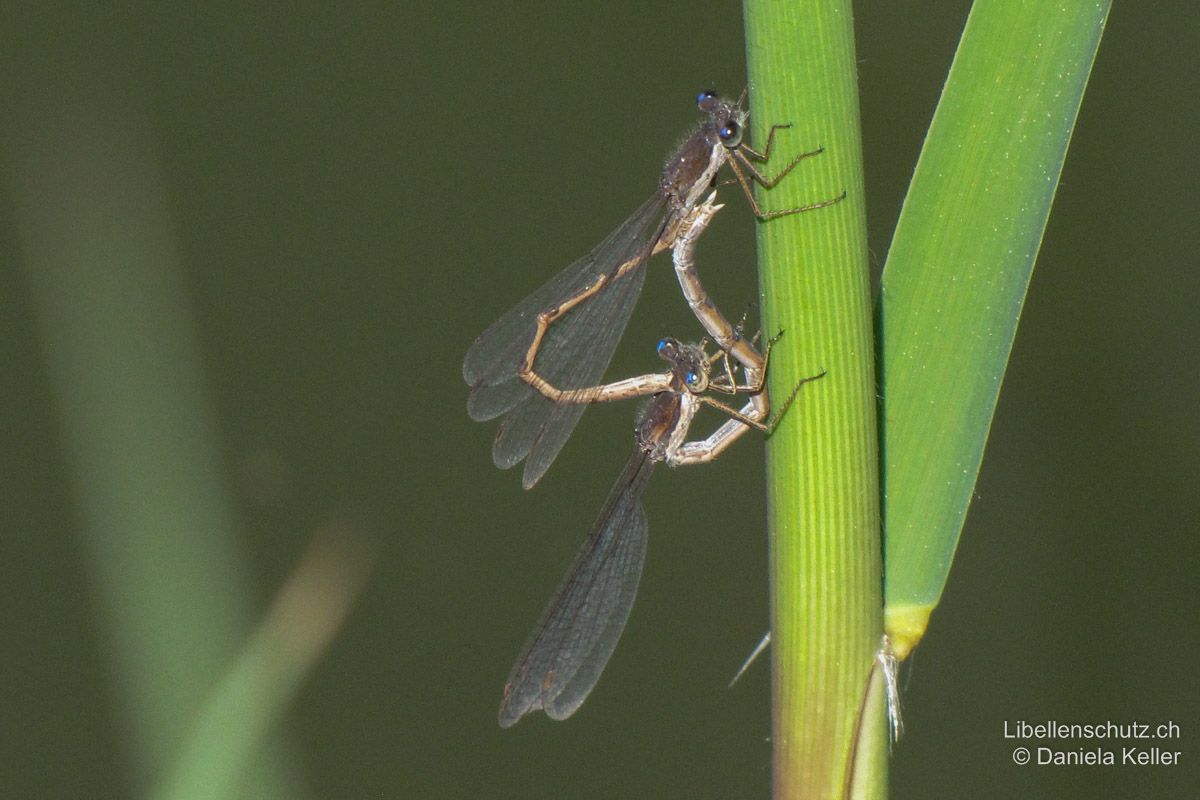 Gemeine Winterlibelle (Sympecma fusca), Paarungsrad.