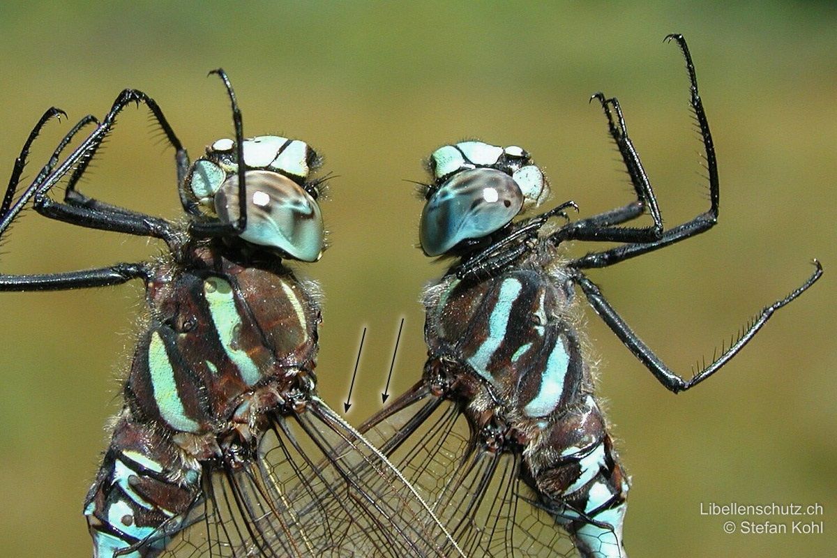 Hochmoor-Mosaikjungfer (Aeshna subarctica) im Vergleich zur Torf-Mosaikjungfer (Aeshna juncea). Thorax bei beiden Arten braun mit zwei hellen Seitenstreifen. Aeshna subarctica (rechts) hat etwas schmalere und weniger leuchtend gelbe Thorax-Seitenstreifen (eher blass gelblich oder weisslich bis bläulich), die Flügelvorderkante ist braun. Bei Aeshna juncea (links) sind die Thorax-Seitenstreifen breiter und gelber, die Flügelvorderkante eher gelb.