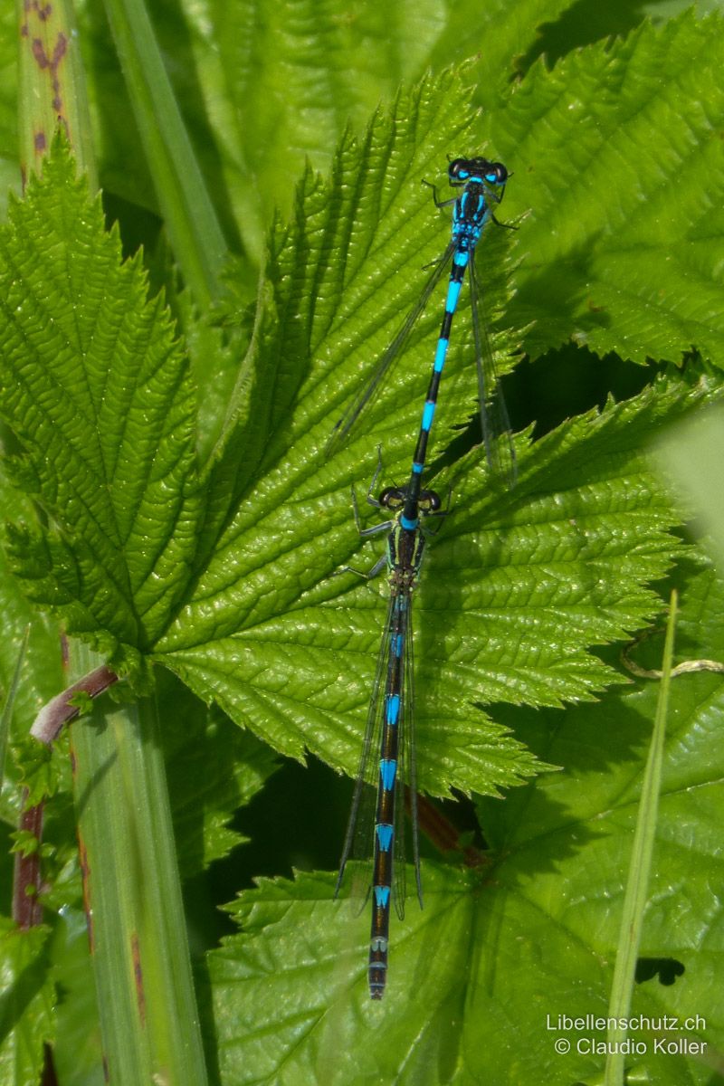 Fledermaus-Azurjungfer (Coenagrion pulchellum), Tandem. Von oben betrachtet kann das Weibchen fast so viel Blaufärbung zeigen wie das Männchen.