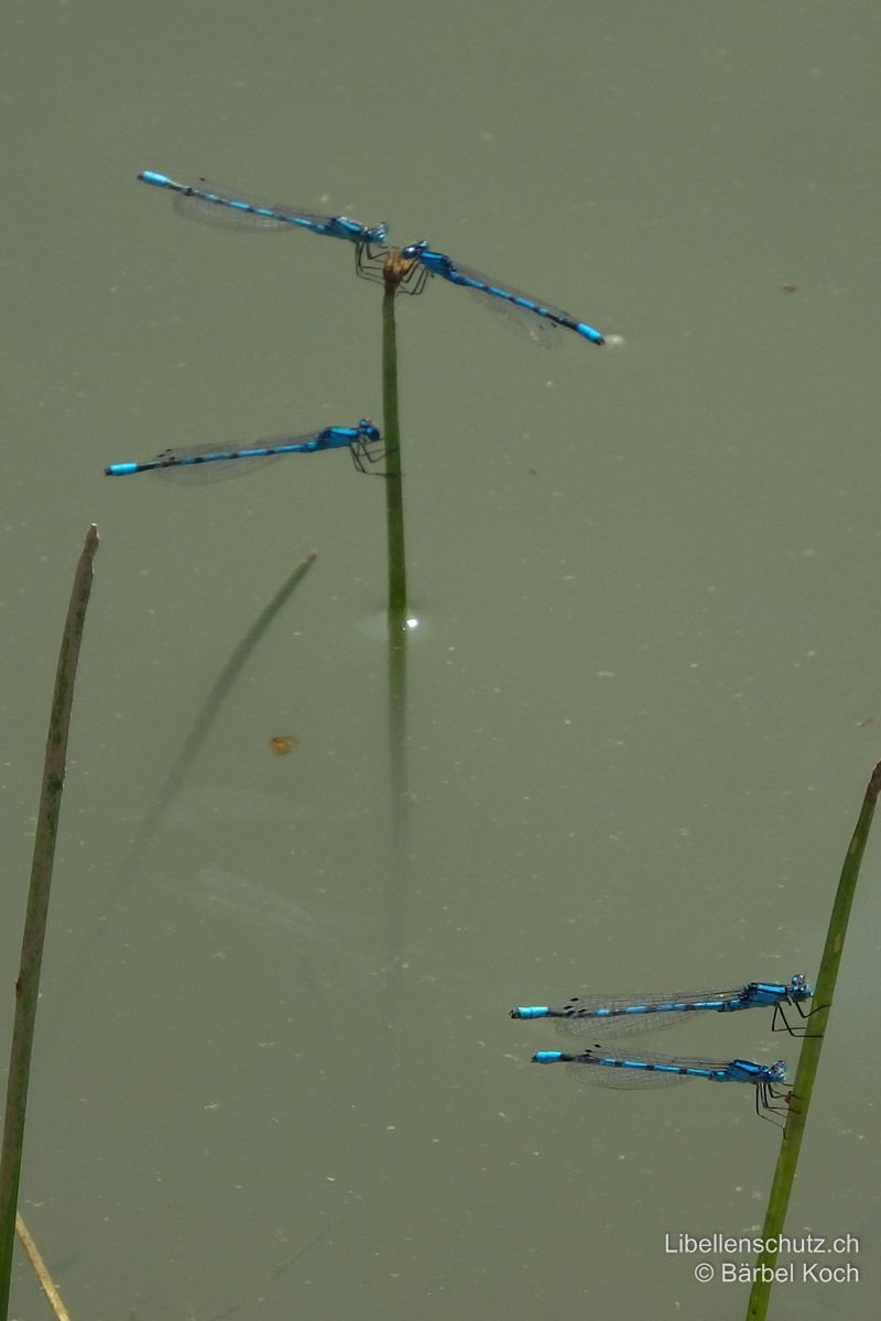 Gemeine Becherjungfer (Enallagma cyathigerum), Sitzhaltung. Die Männchen sitzen typischerweise im rechten Winkel zur Sitzunterlage (Coenagrion puella im spitzen Winkel).