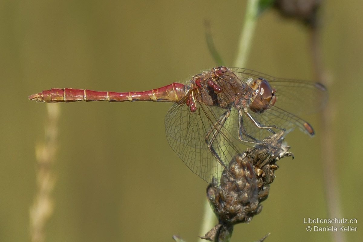 Südliche Heidelibelle (Sympetrum meridionale), Männchen. Beine mit hellen Längsstreifen (mehr hell als dunkel).