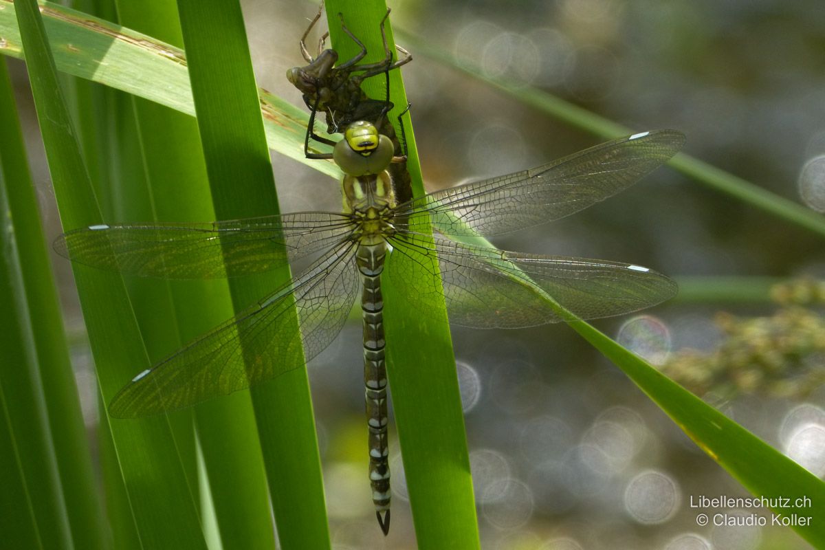 Blaugrüne Mosaikjungfer (Aeshna cyanea), Jungtier. Die Mosaikflecken sind bei jungen Tieren zuerst alle hellgelb oder blass bläulich, die Umfärbung ins Grün geschieht erst bei der Ausreifung.