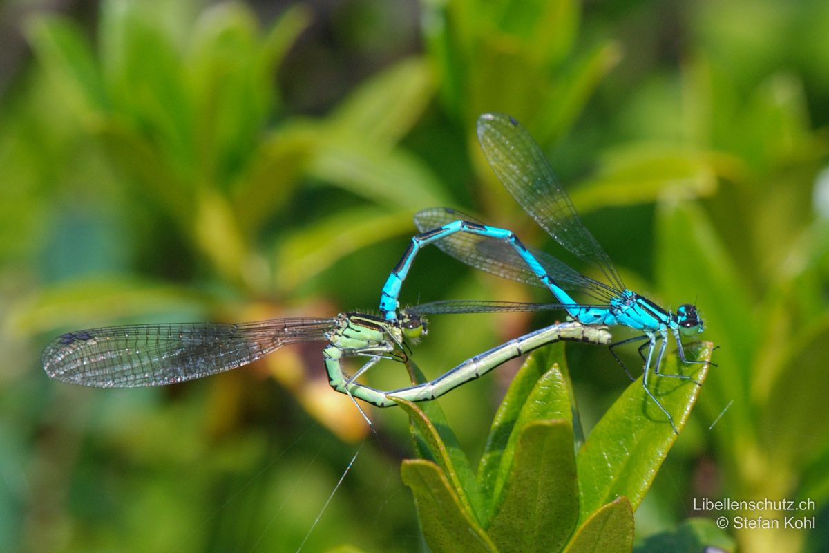 Speer-Azurjungfer (Coenagrion hastulatum), Paarungsrad. Bei beiden Geschlechtern fällt die grüne Augenunterseite auf.