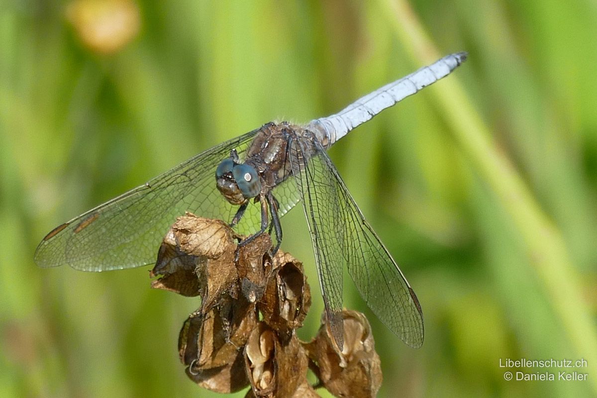 Kleiner Blaupfeil (Orthetrum coerulescens), Männchen. Gesicht gelblich-bräunlich, Augen blau. Pterostigmen gelblich und lang (ca. 4 mm).