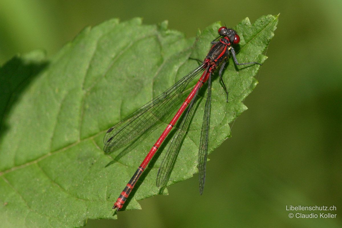 Frühe Adonislibelle (Pyrrhosoma nymphula), Männchen. Abdomen Grundfarbe rot mit schwarz. Beine schwarz.