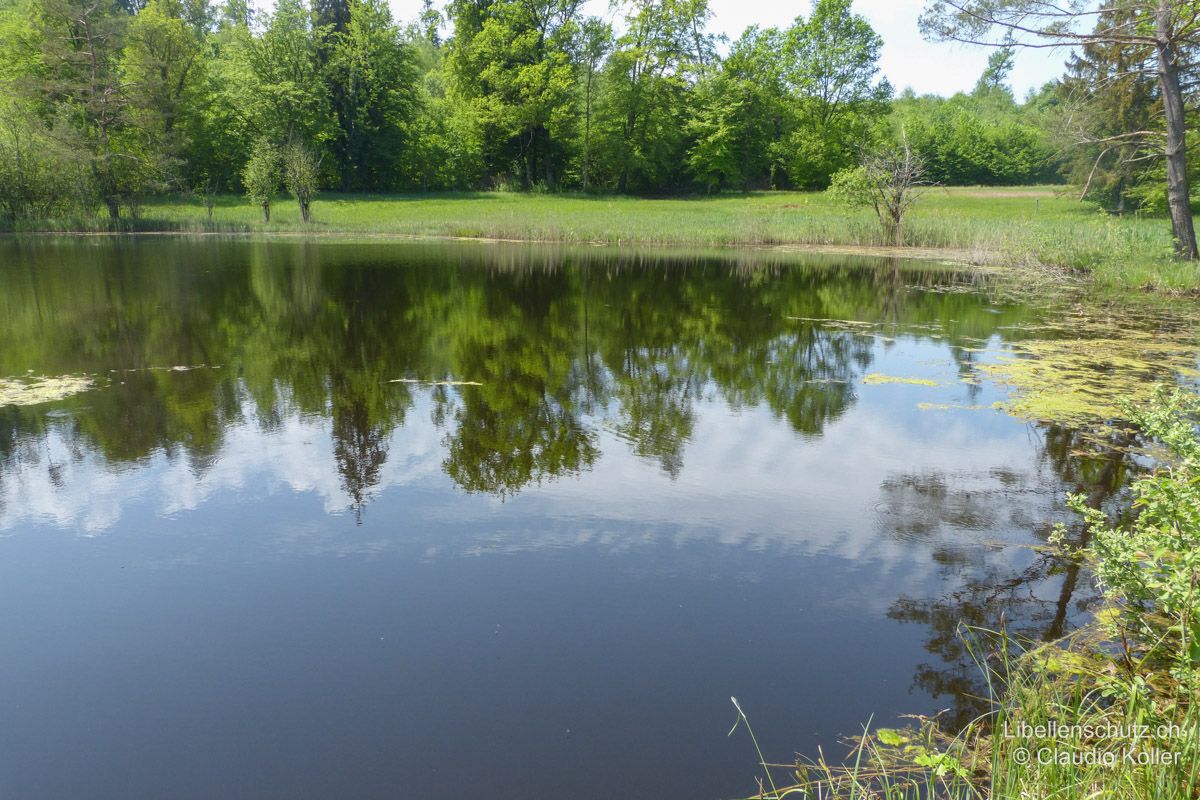 Fischbacher Moos im Unteren Reusstal AG. Dieser kleine Waldsee wird zum Baden genutzt. Ein Teil der Ufer ist jedoch naturbelassen und ungestört. Hier entwickelt sich unter anderen Arten auch die seltene Zierliche Moosjungfer (L. caudalis).