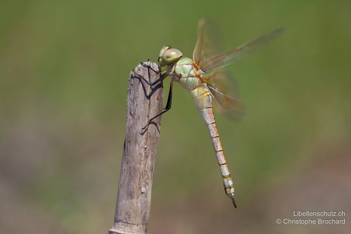 Schabrackenlibelle (Anax ephippiger), junges Weibchen. Die Grundfarbe kann bei Jungtieren sehr orange wirken, die Augen sind noch farblos. Von der Seite her ist der Legestachel gut sichtbar.