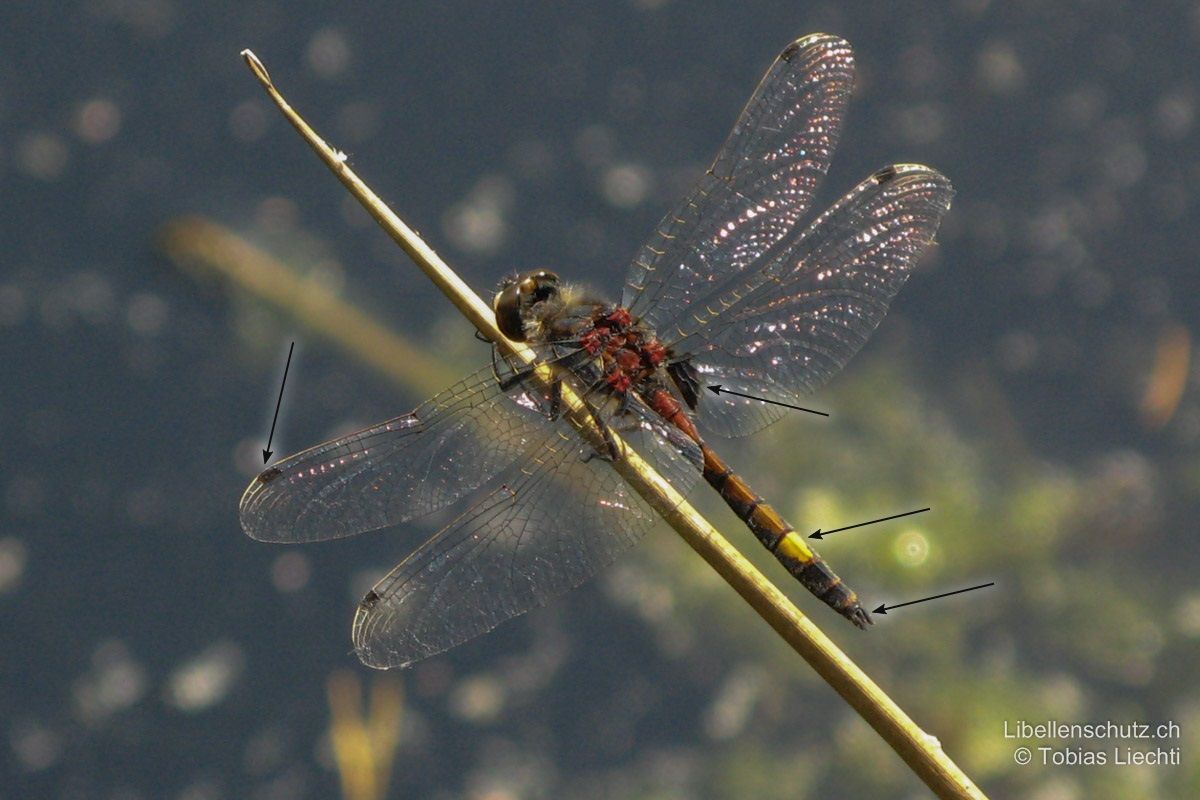 Grosse Moosjungfer (Leucorrhinia pectoralis), Männchen. Flecken auf S2-S6 dunkel rot-braun, später kastanienbraun. S7 mit gelbem Fleck. Schwarze Flügelmale, schwarze Hinterleibsanhänge und schwarze Flecken an Hinterflügelbasis.