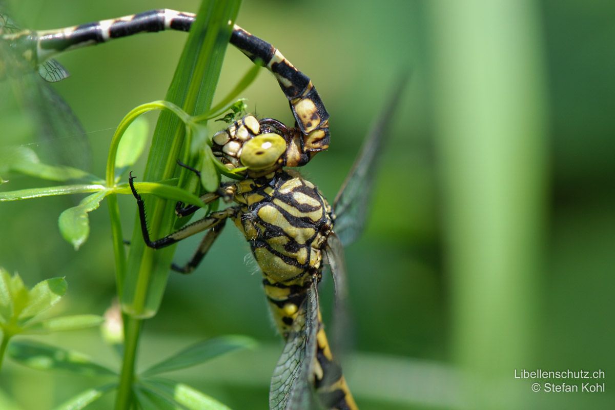 Kleine Zangenlibelle (Onychogomphus forcipatus forcipatus), Paarungsrad. Das Männchen hält das Weibchen mit den Zangen am Kopf fest.