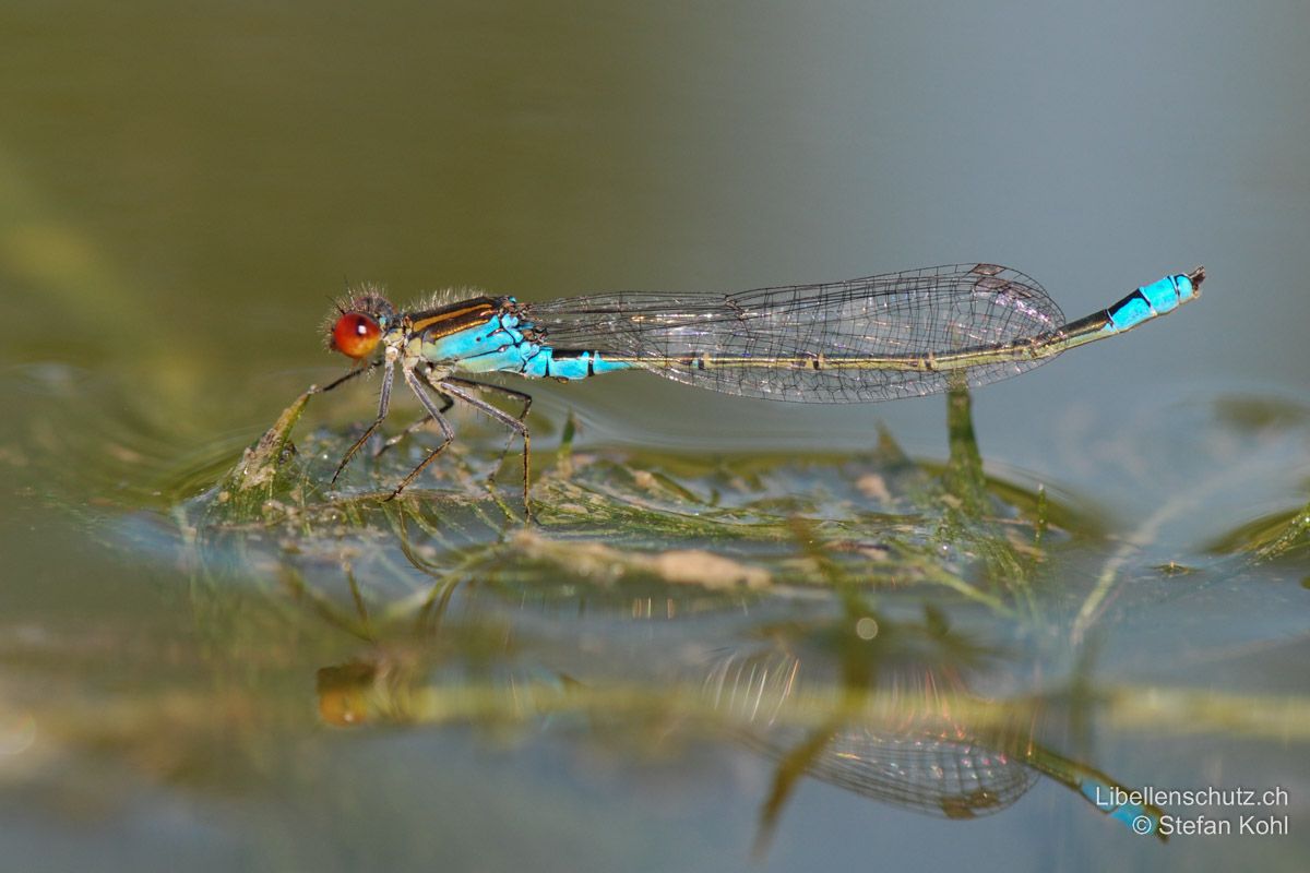 Kleines Granatauge (Erythromma viridulum), Männchen. Auf grosse Distanz ist die typische Körperhaltung mit dem aufwärts gebogenen Abdomen ein guter Hinweis auf die Art. Antehumeralstreifen hier komplett (gelegentlich auch unterbrochen aber nie abwesend).