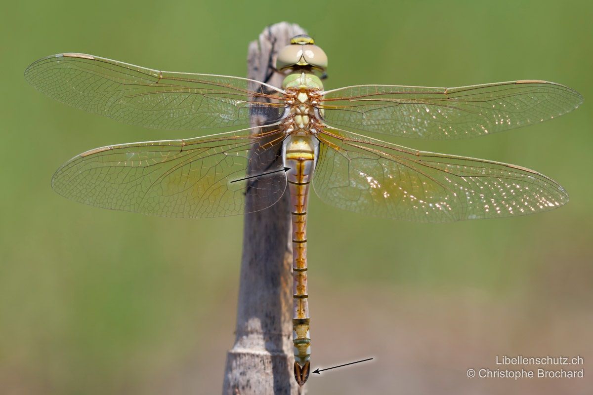 Schabrackenlibelle (Anax ephippiger), junges Weibchen. Blauer Sattelfleck auf S2 beim Weibchen weniger ausgeprägt als beim Männchen. Dunkle Mittellinie des Abdomens beginnt bereits auf S2. Obere Hinterleibsanhänge sehr breit.