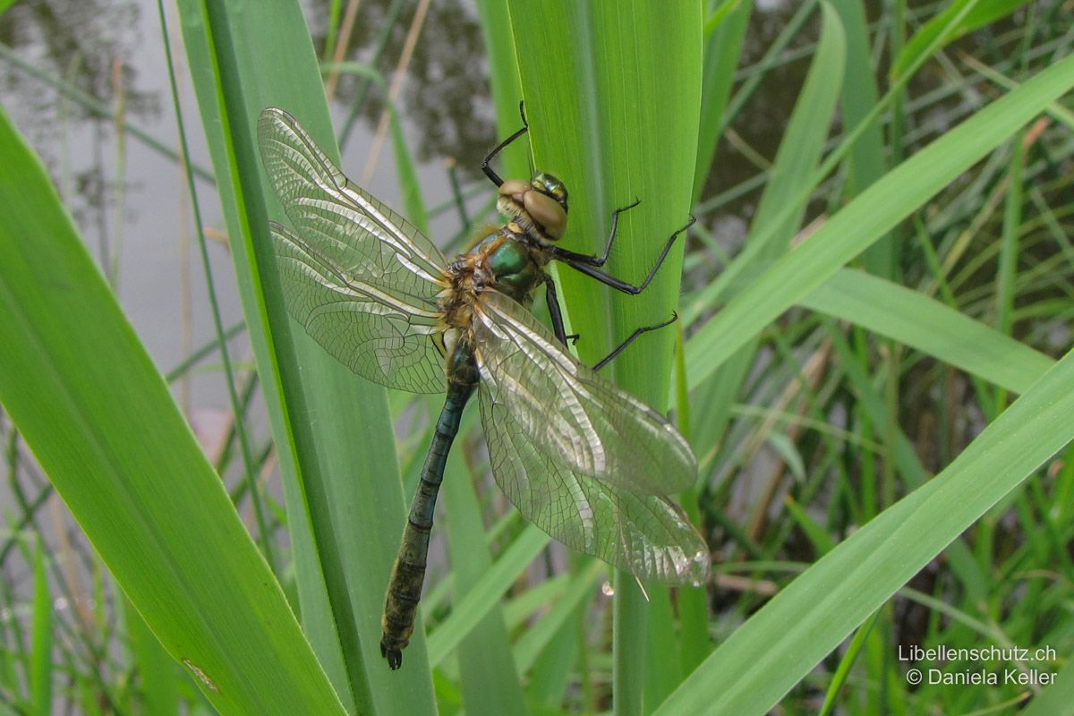 Falkenlibelle (Cordulia aenea), Jungtier. Grünfärbung erscheint bald nach dem Schlupf, Augen braun.