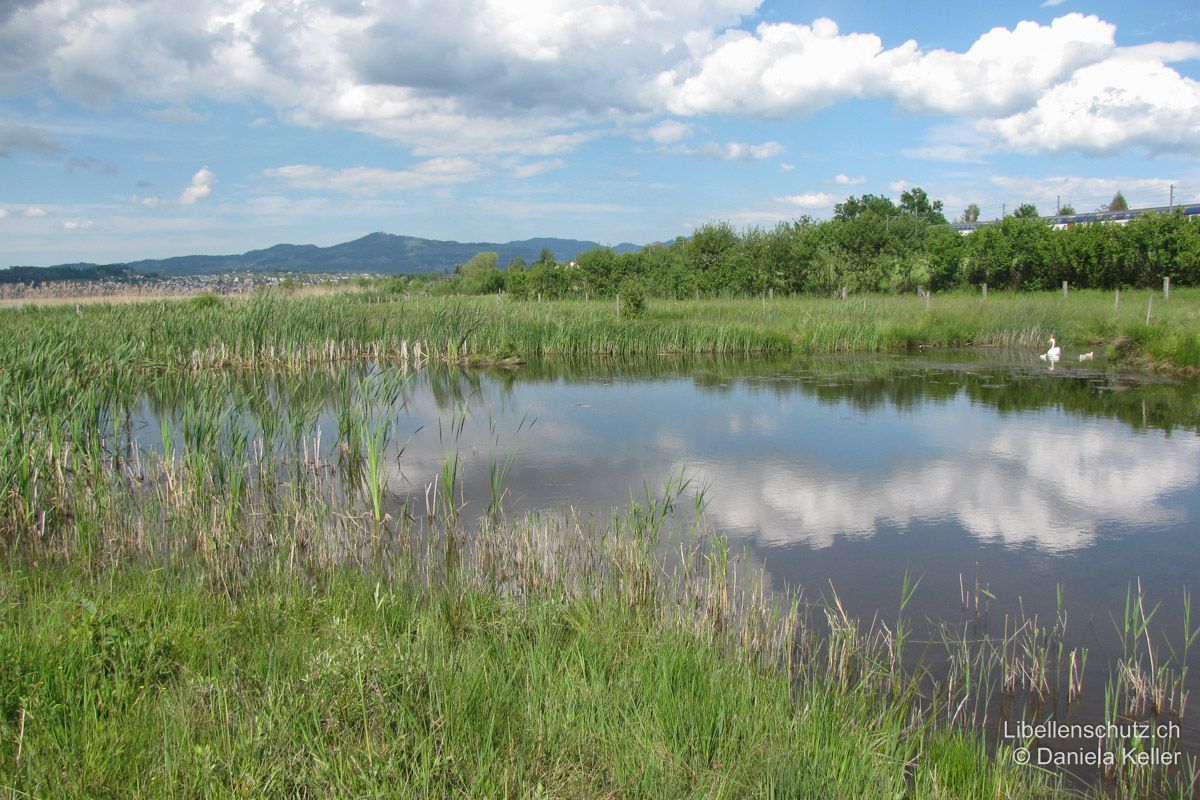 Weiher in einem Flachmoor am Zürichsee SZ. Diese Fläche wird mit Hochlandrindern beweidet. Dadurch entstehen ständig offene Bereiche, was das Vorkommen von Pionierarten begünstigt. Hier entwickelt sich der Östliche Blaupfeil (O. albistylum). Das Artenspektrum ist insgesamt beträchtlich.