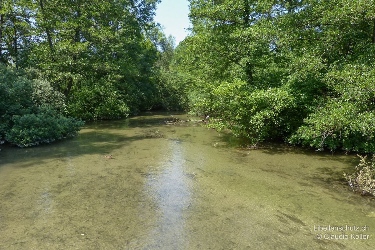 Glatt bei Dübendort ZH. Weiter flussabwärts sind die Ufer mit überhängenden Bäumen bewachsen und beschattet. Bäume und Totholz bieten aber gute Sitzwarten über der freien Wasserfläche. Im sandigen Grund kann sich die seltene Grüne Flussjungfer (O. cecilia) entwickeln.