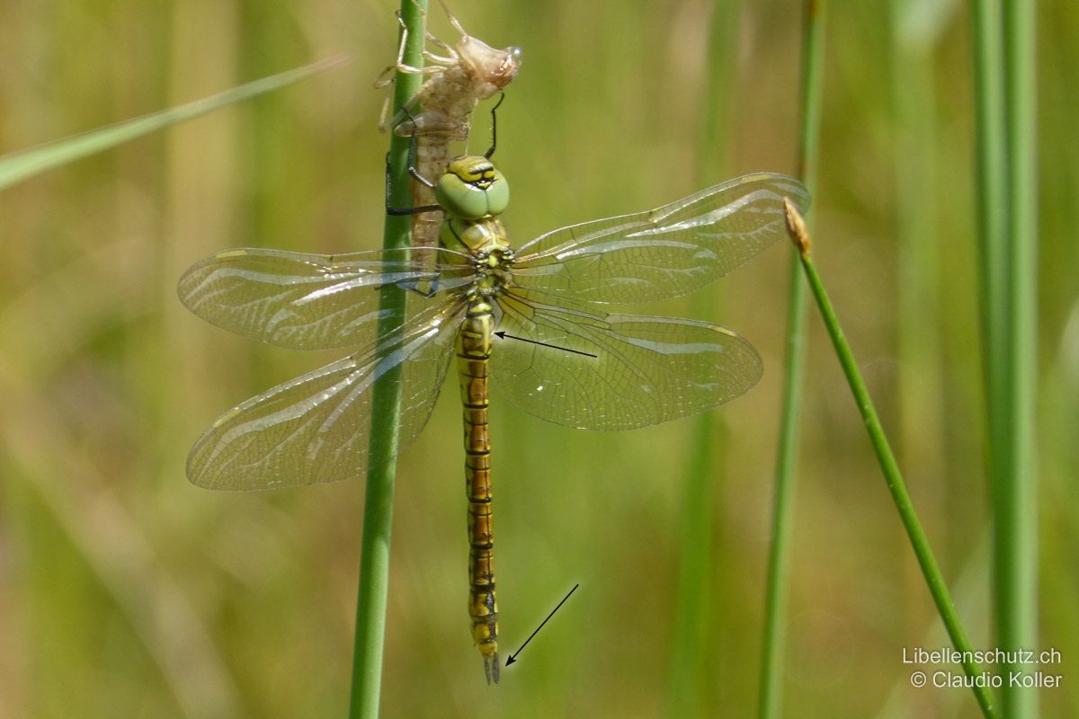 Südliche Mosaikjungfer (Aeshna affinis), junges Weibchen. Seltener Entwicklungsnachweis in der Schweiz (Flutmulde Neuland im oberen Reusstal AG). Der gelbe Keil auf S2 hat keinen schwarzen Rand. Die Hinterleibsanhänge sind kürzer als bei Aeshna mixta.