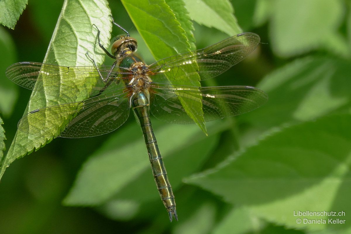 Falkenlibelle (Cordulia aenea), Weibchen. Junges Tier, die Augen sind noch braun. Das Abdomen des Weibchens ist deutlich breiter und zeigt keine Keilform.