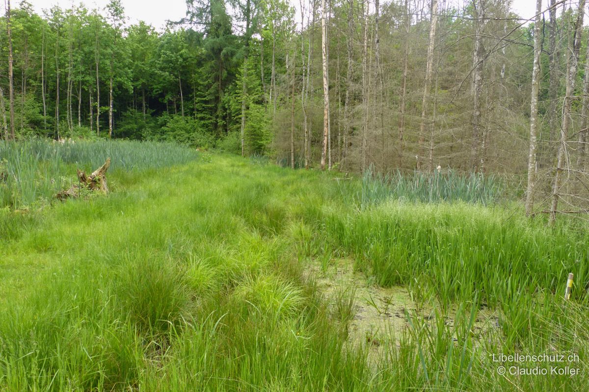 "Turbenland" bei Jona SG. Frisch regeneriertes Waldmoor. Durch den Aufstau des Wassers sind Bäume abgestorben. Im Gebiet sind innerhalb von vier Jahren 30 Libellenarten beobachtet worden. In derselben Zeit sind gut besonnten Wasserflächen fast vollständig zugewachsen und nur noch bedingt für Libellen geeignet. In solchen Fällen ist regelmässige Pflege unbedingt nötig.