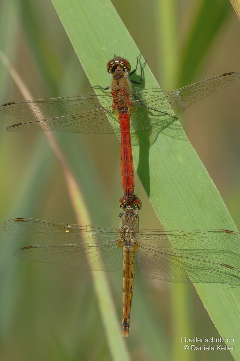 Sumpf-Heidelibelle (Sympetrum depressiusculum), Tandem. Männchen und Weibchen unterscheiden sich deutlich in Form und Färbung.