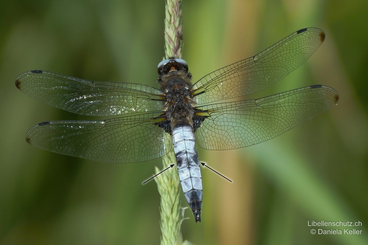 Spitzenfleck (Libellula fulva), Männchen. Typisches Exemplar: Abdomen breit, flach und blau bereift. Hinterflügelbasis mit schwarzem Dreieck, Vorderflügelbasis mit schmalem schwarzem Strich, Flügelspitzen mit schwarzem Fleck. Augen milchig blaugrau. Paarungsmarken auf Abdomenseiten.