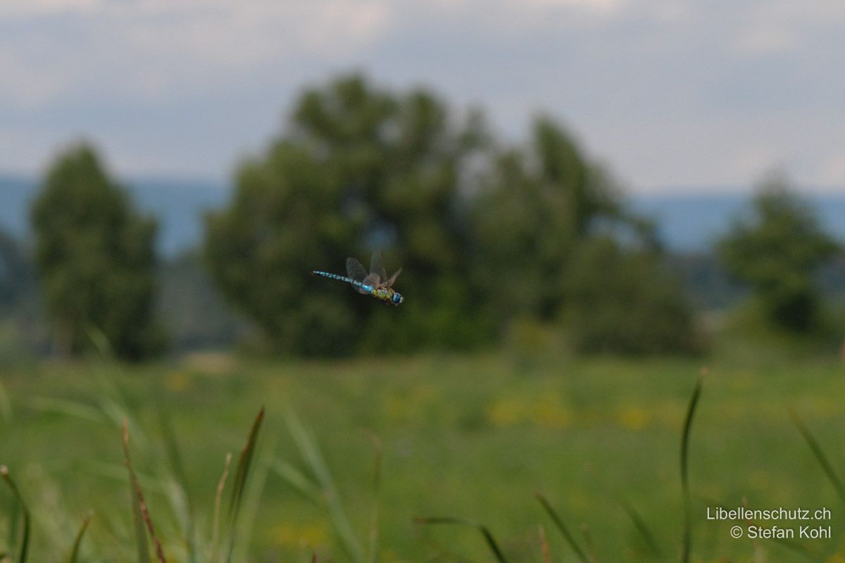 Südliche Mosaikjungfer (Aeshna affinis), Männchen im Flug auf Distanz. Körper wirkt von blossem Auge betrachtet schon auf Distanz blau-gelb-blau (Augen-Thorax-Abdomen).