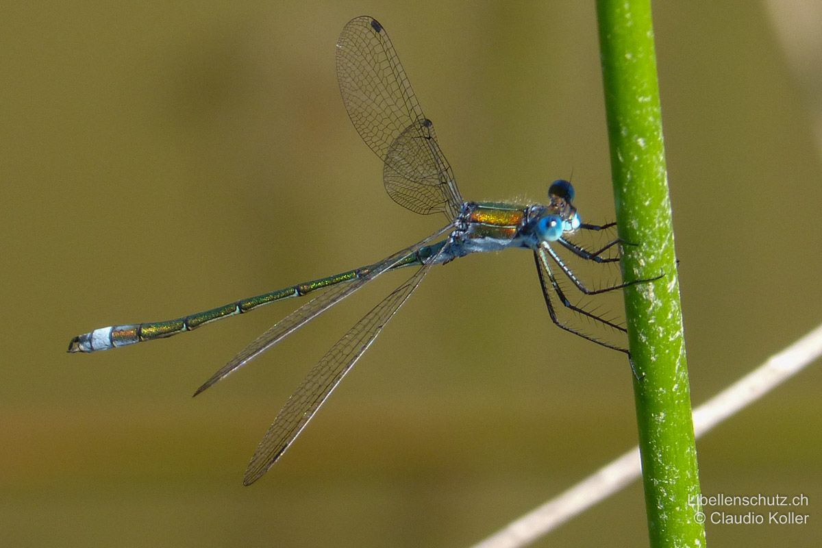 Gemeine Binsenjungfer (Lestes sponsa), Männchen. Sehr ähnlich der selteneren Glänzenden Binsenjungfer (Lestes dryas). Lestes sponsa ist aber gesamthaft etwas zierlicher gebaut. Grundfarbe metallisch grün.