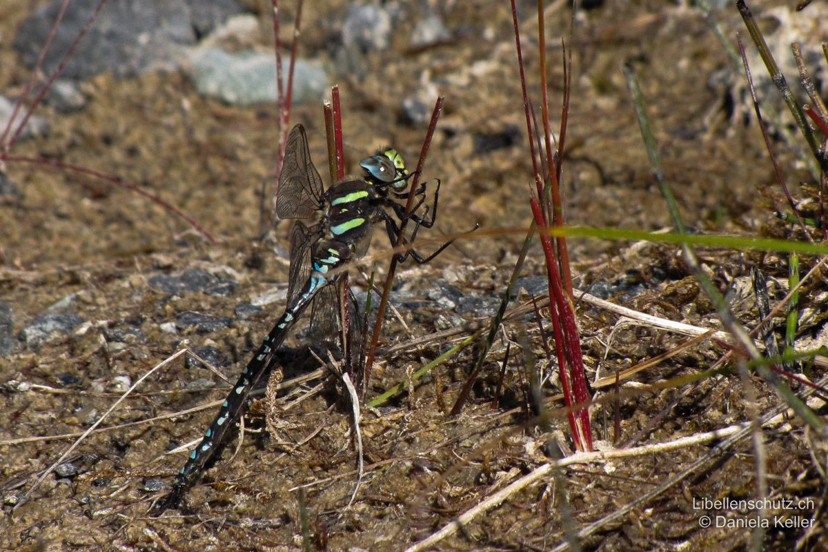 Torf-Mosaikjungfer (Aeshna juncea), Männchen. Thoraxseiten braun mit zwei breiten gelben Bändern, die oben bläulich enden können.